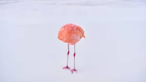 A foto do flamingo foi tirada em 2022